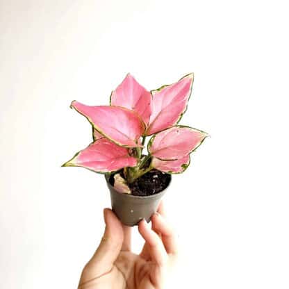 Aglaonema 'Red Dragon' MINI (Aglaonema sp.) Aglaonema 'Red Dragon' MINI (Aglaonema sp.)