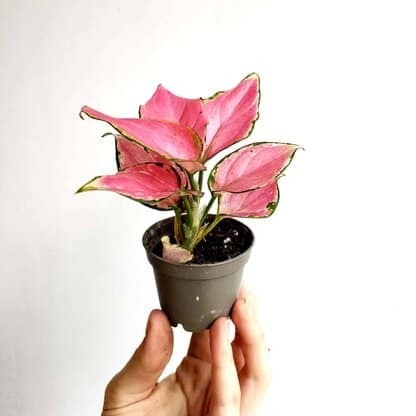 Aglaonema 'Red Dragon' MINI (Aglaonema sp.) Aglaonema 'Red Dragon' MINI (Aglaonema sp.)