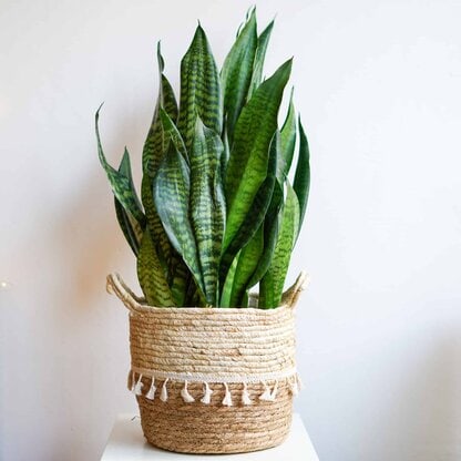 Sansevieria 'Black Coral'