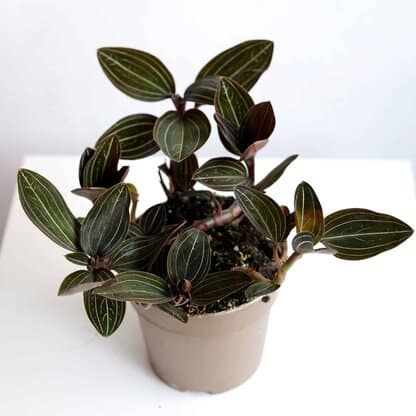 Ludisia discolor - Storczyk Ludisia - Jewel Orchid