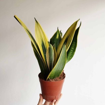 Sansevieria 'Yellow Stripe' (Sansevieria trifasciata)