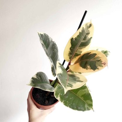 Fikus - Figowiec sprężysty 'Tineke' (Ficus elastica) Fikus - Figowiec sprężysty 'Tineke' (Ficus elastica)