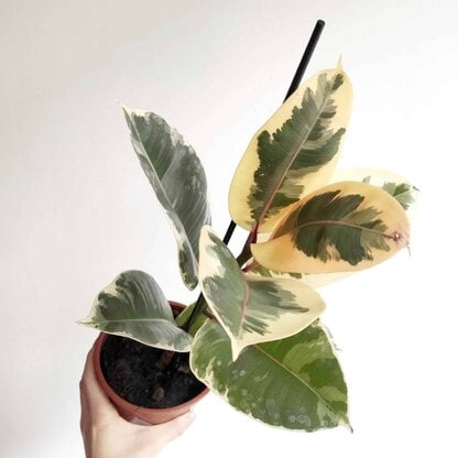 Fikus - Figowiec sprężysty 'Tineke' (Ficus elastica) Fikus - Figowiec sprężysty 'Tineke' (Ficus elastica)