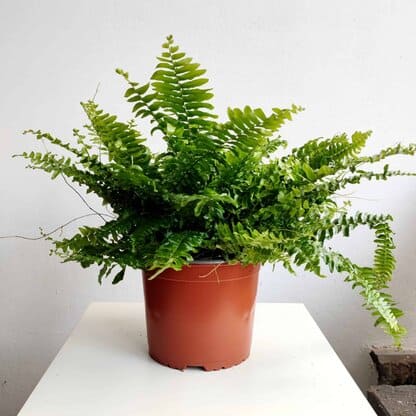 nefrolepis moment nefrolepis moment