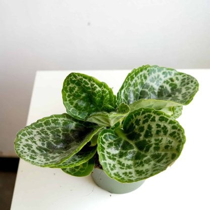 streptocarpus pretty turtle