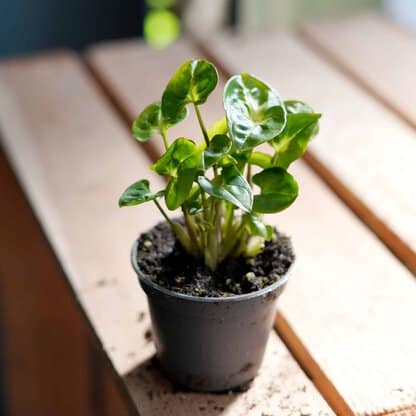 Zroślicha Pixie - Syngonium Podophyllum Zroślicha Pixie - Syngonium Podophyllum