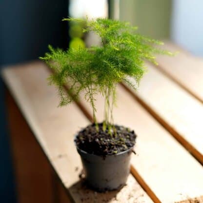 Asparagus pierzasty Asparagus setaceus Plumosus mini