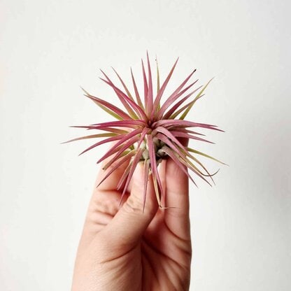 tillandsia ionantha tillandsia ionantha