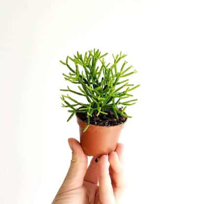 Hatiora salicornioides