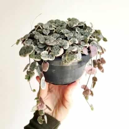 ceropegia woodii variegata