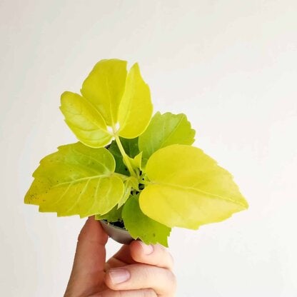 scheflera amate soleil scheflera amate soleil