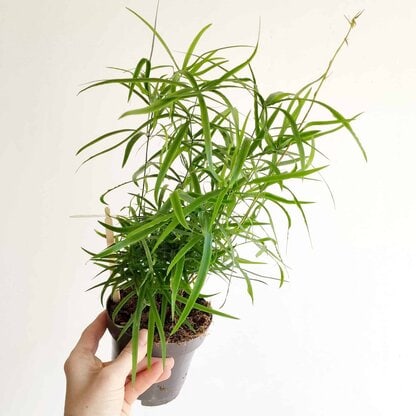 asparagus falcatus asparagus falcatus