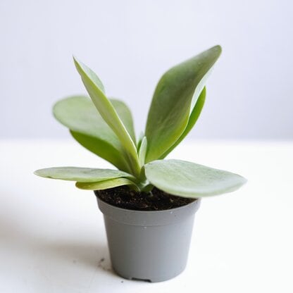 kalanchoe thyrsiflora