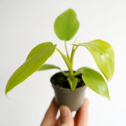 filodendron golden violin filodendron golden violin