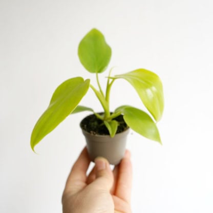 filodendron golden violin