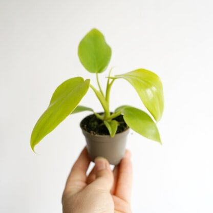 filodendron golden violin filodendron golden violin