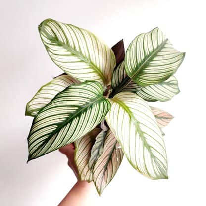 kalatea white star kalatea white star