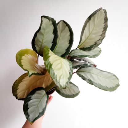 calathea argentea
