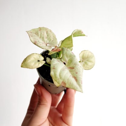 syngonium milk confetti