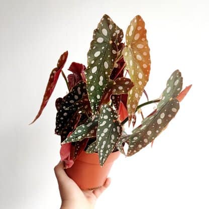 begonia koralowa begonia koralowa