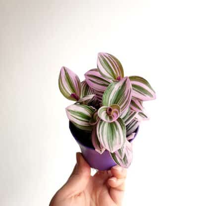 trzykrotka nanouk trzykrotka nanouk