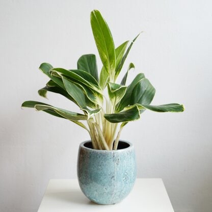 madagascar madagascar