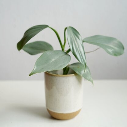 silver queen silver queen