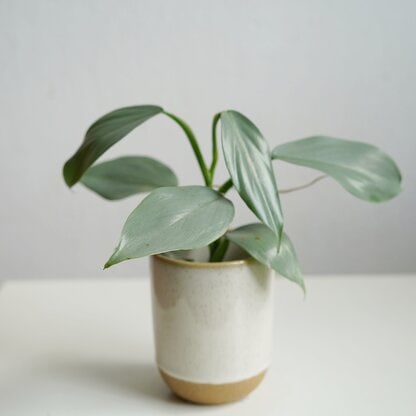 silver queen silver queen