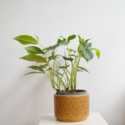 syngonium trileaf wonder syngonium trileaf wonder