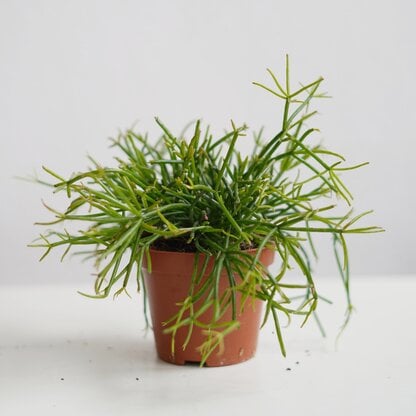 Rhipsalis cassutha