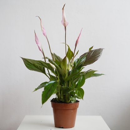 skrzydłokwiat torelli