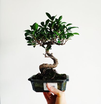 fikus S- shaped drzewko bonsai las w słoiku