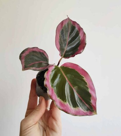 Calathea 'Marion' MINI- Calathea roseopicta Calathea 'Marion' MINI- Calathea roseopicta