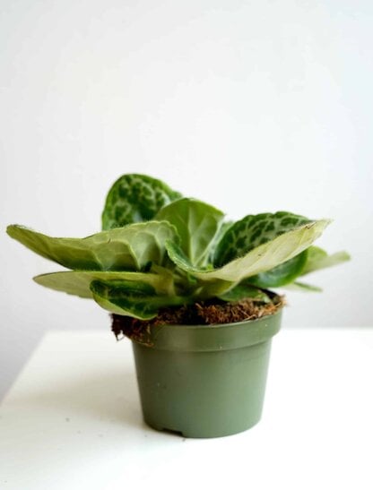 streptocarpus pretty turtle