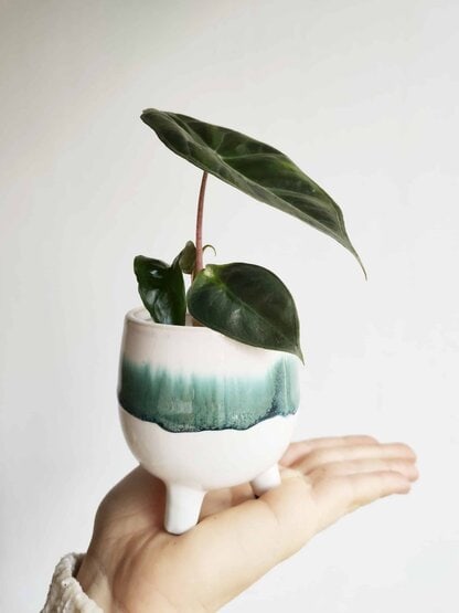 alokazja pink dragon (alocasia) mini