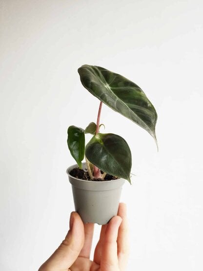 alokazja pink dragon (alocasia) mini