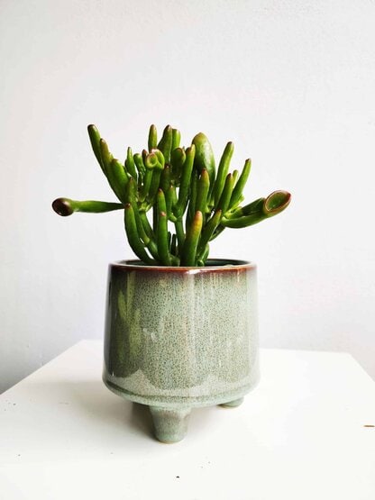 crassula hobbit crassula hobbit