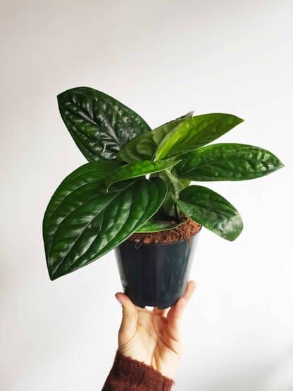 monstera karstenianum 02 monstera karstenianum