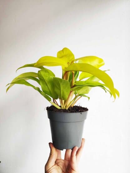 philodendron malay gold
