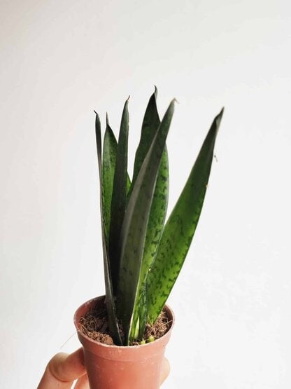 sansevieria zeylandica fun