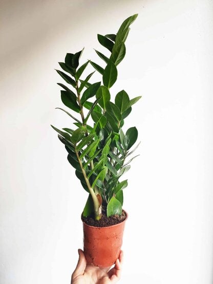 zamiokulkas zamiolistny