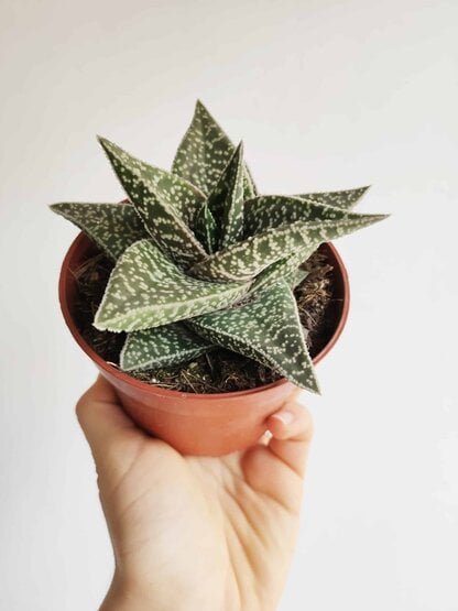 gasteraloe aveo gasteraloe aveo