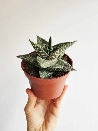 gasteraloe aveo gasteraloe aveo