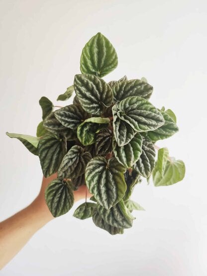 Peperomia 'Silver' (Peperomia caperata)