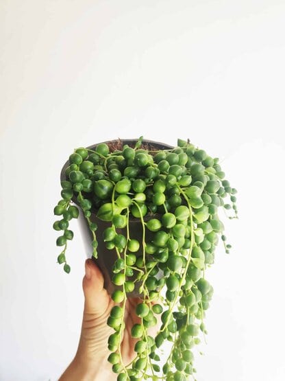 starzec Rowleya (Senecio rowleyanus) Zielony Słoik