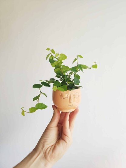 Osłonka buźka brzoskwiniowa - 6 cm