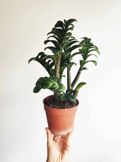zamioculcas zamiifolia Zenzi zielony słoik
