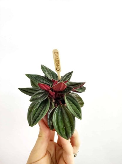 peperomia rosso
