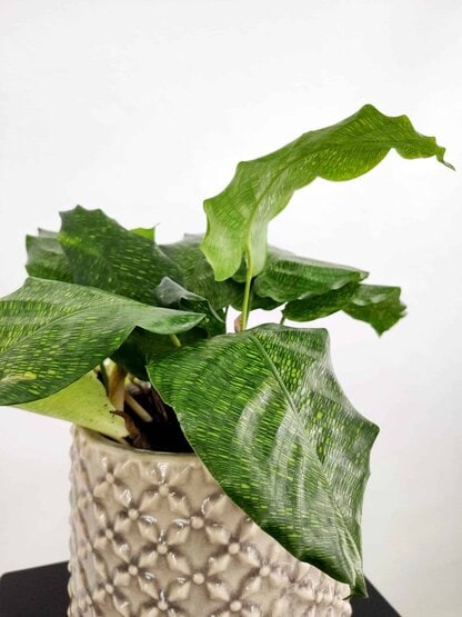 kalatea network kalatea network