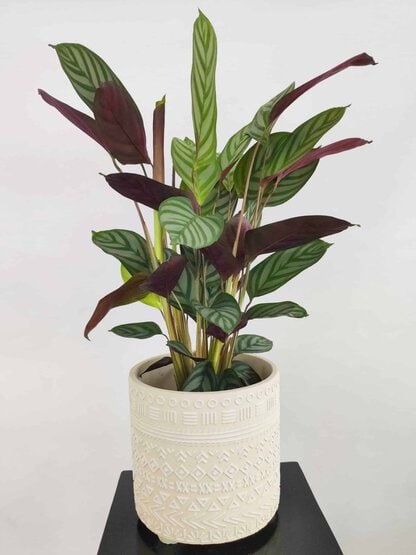 ctenanthe compactstar ctenanthe compactstar